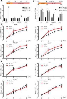 WDR36 Safeguards Self-Renewal and Pluripotency of Human Extended Pluripotent Stem Cells